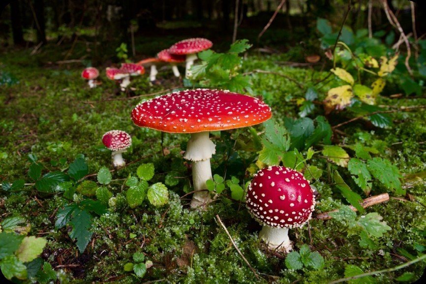 Amanitas en el musgo de un bosque